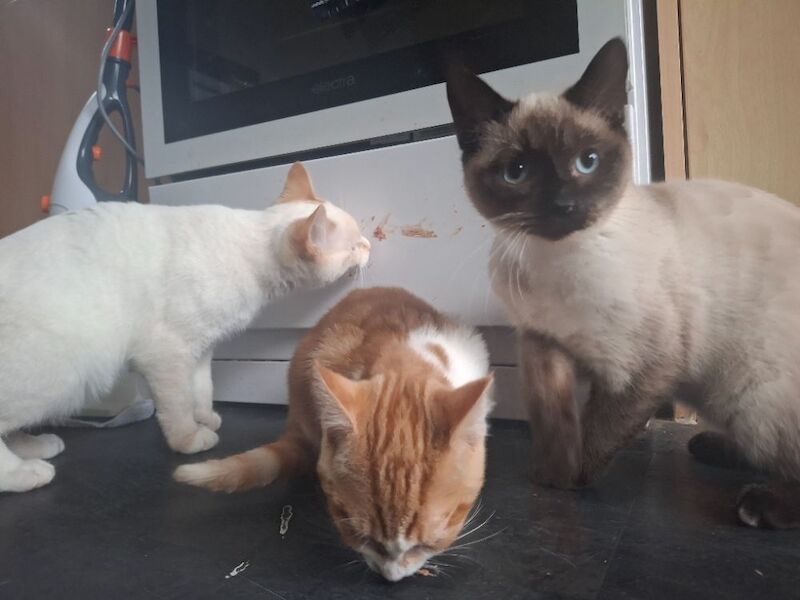 Siamese Kittens For Sale Under £300