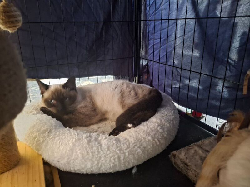 Siamese kittens for sale in Basingstoke, Hampshire – 8 months old - Image 2 of 3