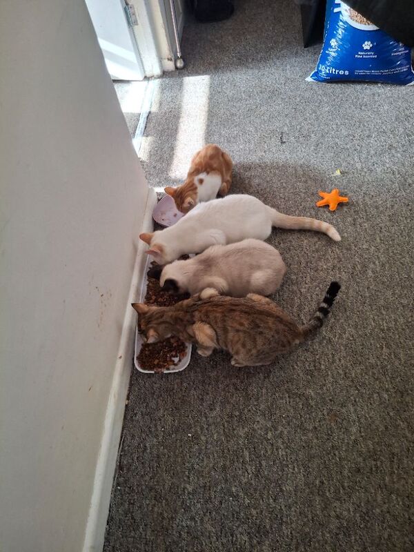 Siamese kittens for sale in Basingstoke, Hampshire – 8 months old - Image 3 of 3