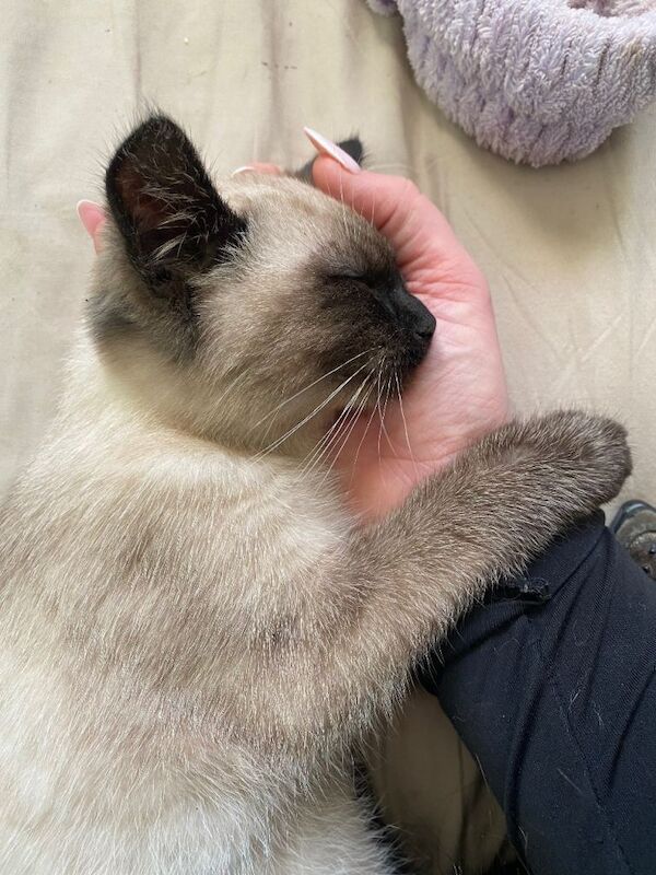 Siamese kittens for sale in Coventry, West Midlands – 3 months old