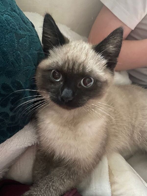 Siamese kittens for sale in Coventry, West Midlands – 3 months old - Image 2 of 3