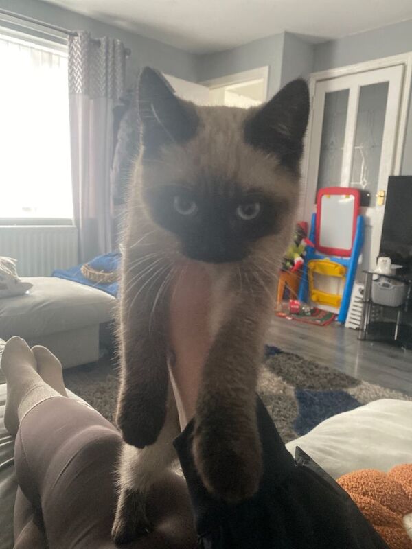 Siamese kittens for sale in Coventry, West Midlands – 3 months old - Image 3 of 3