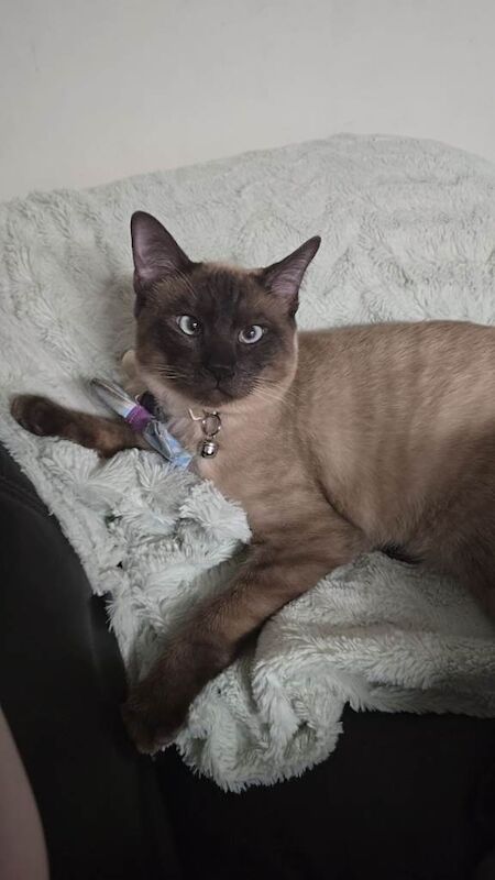 Siamese Kittens For Sale
