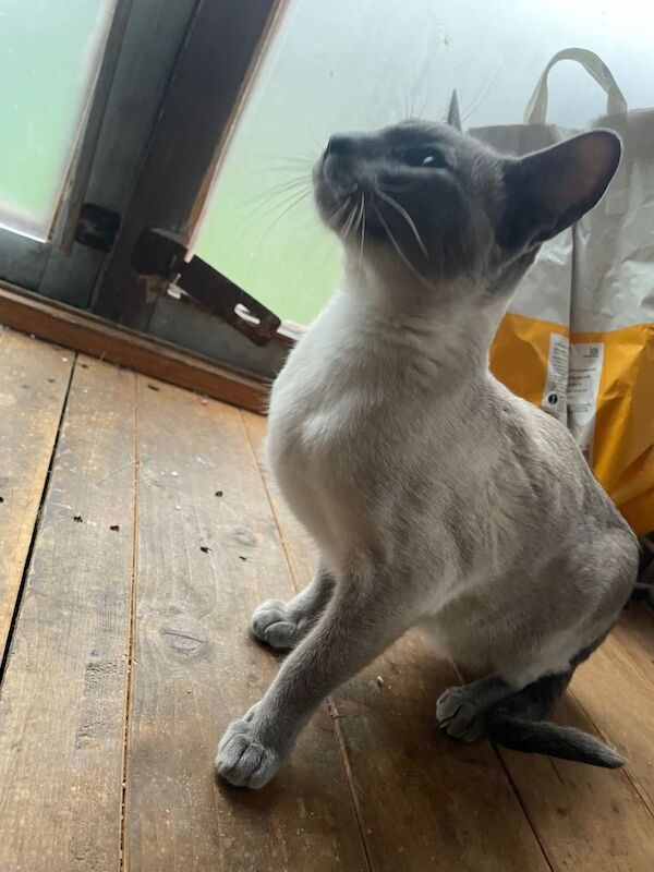 Siamese kittens for sale in Ashton-under-Lyne, Manchester – 5 years old