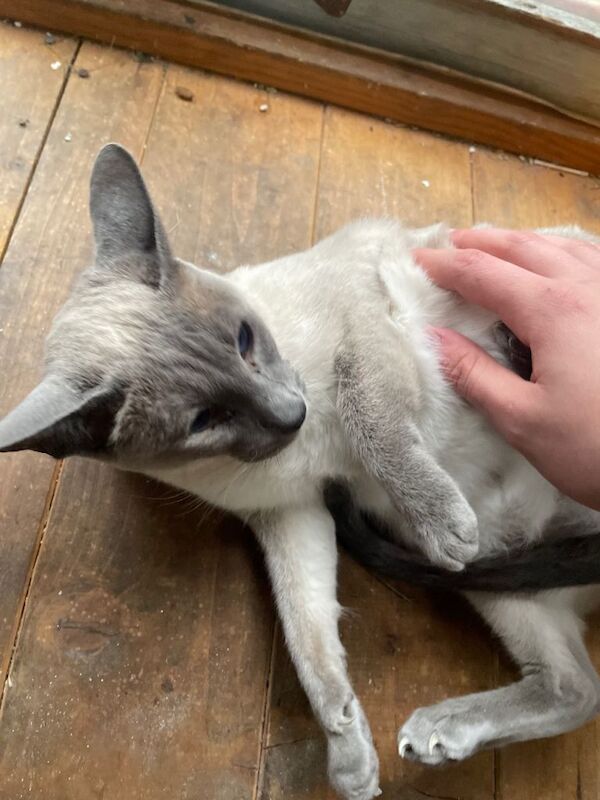 Siamese kittens for sale in Ashton-under-Lyne, Manchester – 5 years old - Image 2 of 6