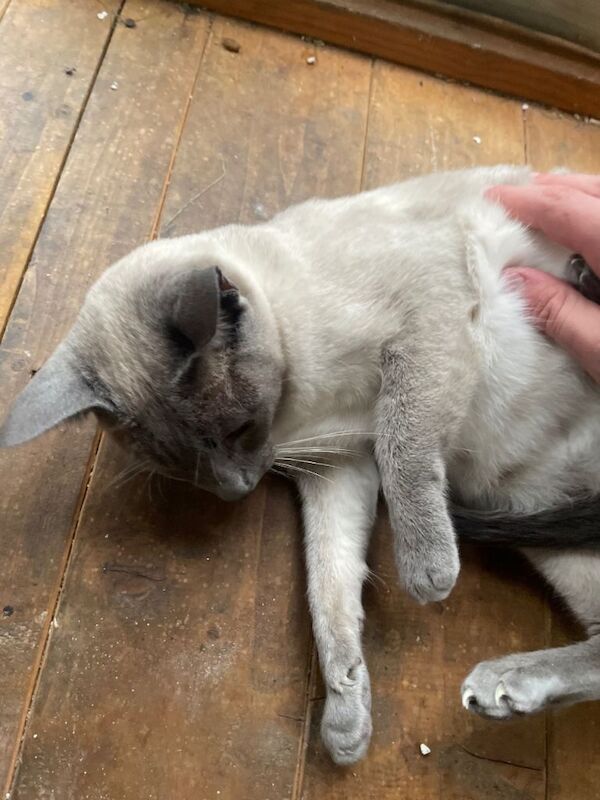 Siamese kittens for sale in Ashton-under-Lyne, Manchester – 5 years old - Image 3 of 6