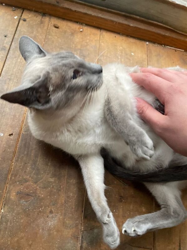 Siamese kittens for sale in Ashton-under-Lyne, Manchester – 5 years old - Image 4 of 6