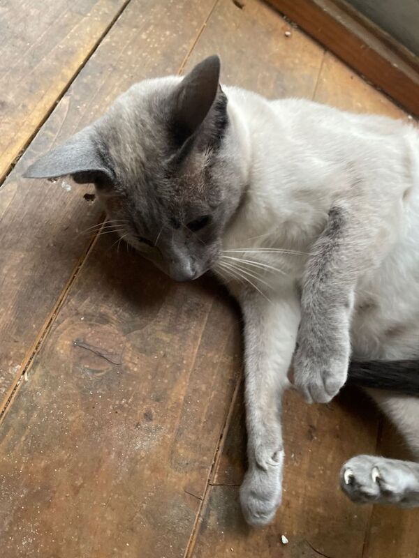 Siamese kittens for sale in Ashton-under-Lyne, Manchester – 5 years old - Image 5 of 6