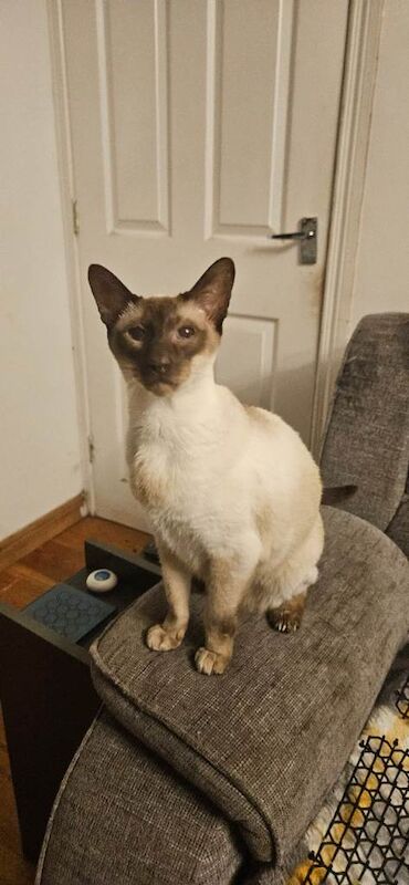 Siamese cat