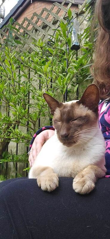 Siamese cat - Image 2 of 4