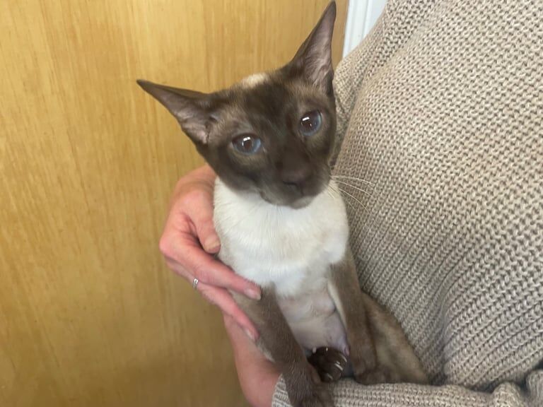 Siamese kittens for sale in Ashton-under-Lyne, Greater Manchester – 9 weeks old
