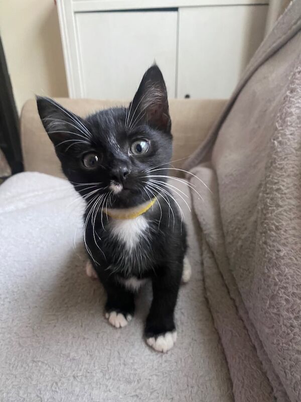 Siamese kittens for sale in Cirencester, Gloucestershire – 9 weeks old