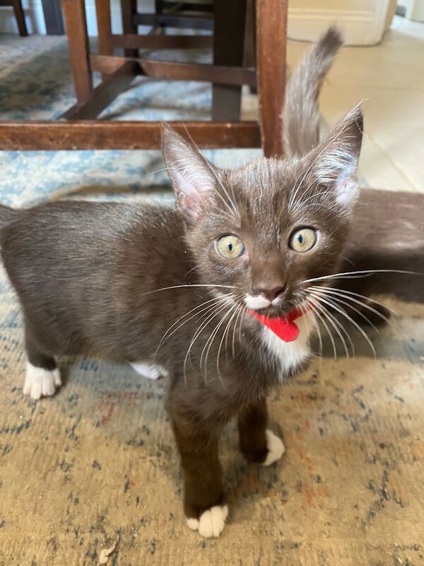 Siamese kittens for sale in Cirencester, Gloucestershire – 9 weeks old - Image 2 of 3
