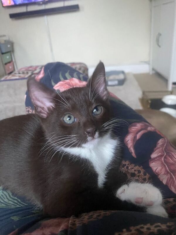 Siamese kittens for sale in Cirencester, Gloucestershire – 9 weeks old - Image 3 of 3
