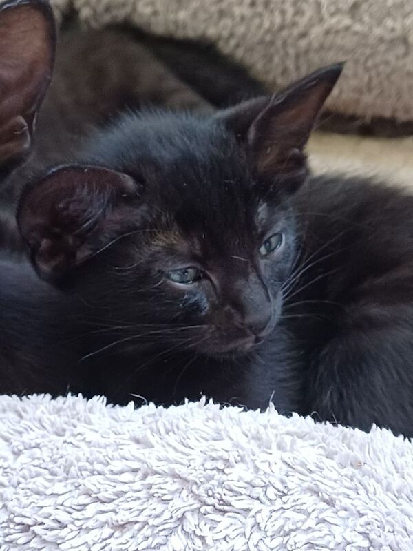Siamese kittens for sale in Bakewell, Derbyshire – 7 weeks old
