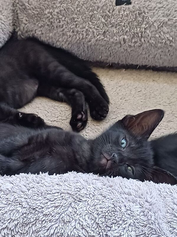 Siamese kittens for sale in Bakewell, Derbyshire – 7 weeks old - Image 2 of 6