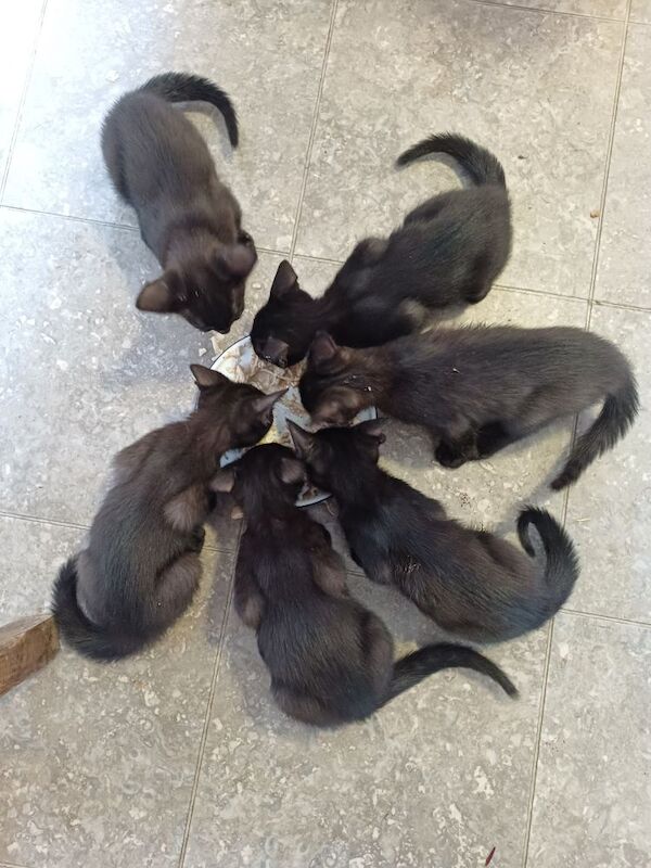 Siamese kittens for sale in Bakewell, Derbyshire – 7 weeks old - Image 3 of 6