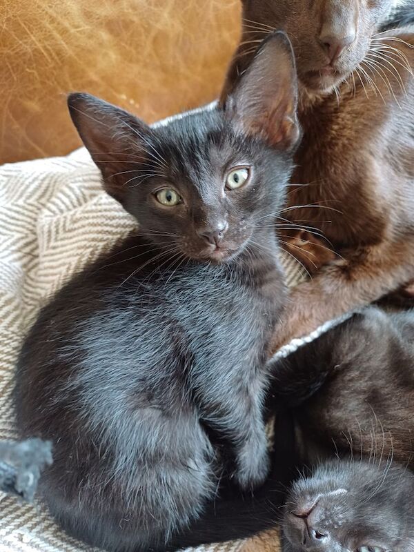 Siamese kittens for sale in Bakewell, Derbyshire – 7 weeks old - Image 4 of 6