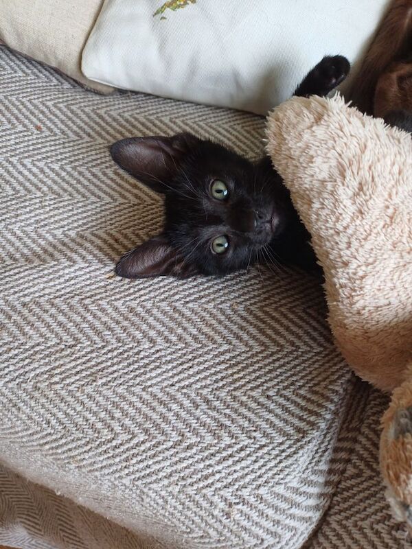Siamese kittens for sale in Bakewell, Derbyshire – 7 weeks old - Image 5 of 6