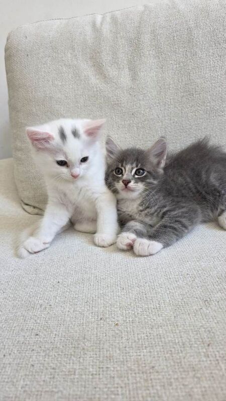 Siamese-Cross Kittens