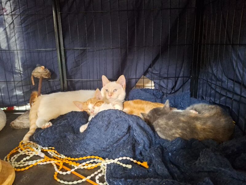 Siamese kittens for sale in Basingstoke, Hampshire – 10 months old