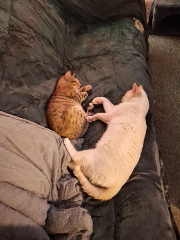 Siamese kittens for sale in Basingstoke, Hampshire – 10 months old - Image 2 of 3