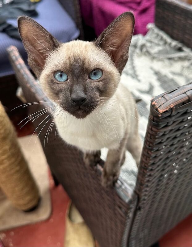 Siamese kittens for sale in Llanelli, Dyfed – 3 months old