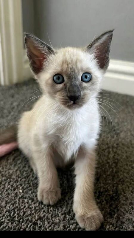 Siamese Kittens For Sale