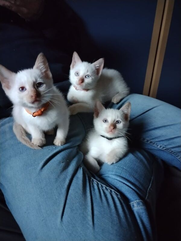 Siamese kittens for sale in Banbridge, County Down – 3 months old
