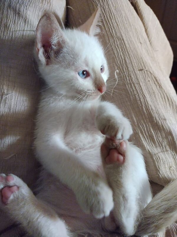 Siamese kittens for sale in Banbridge, County Down – 3 months old - Image 2 of 5