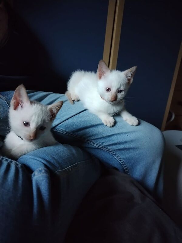Siamese kittens for sale in Banbridge, County Down – 3 months old - Image 3 of 5