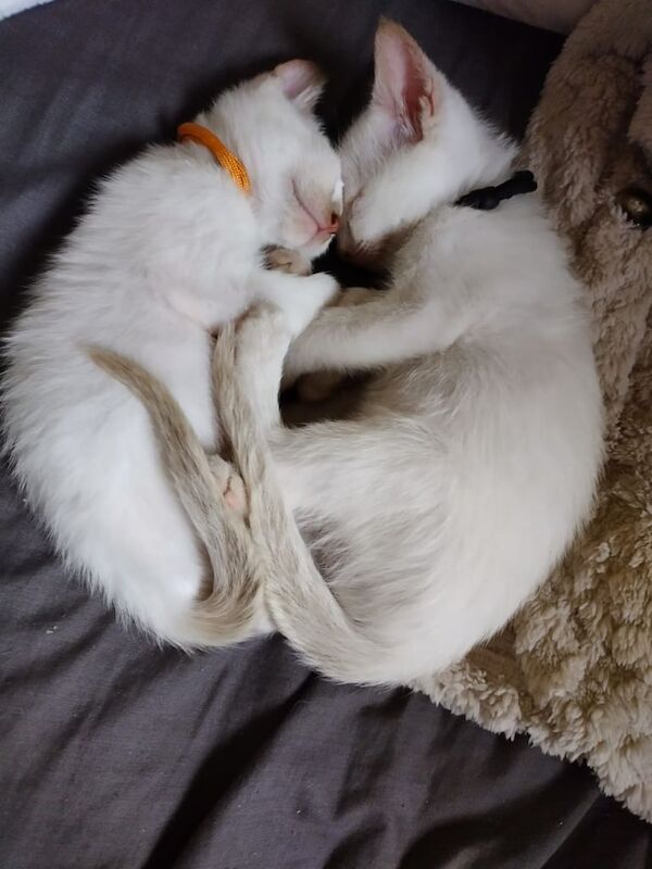 Siamese kittens for sale in Banbridge, County Down – 3 months old - Image 5 of 5
