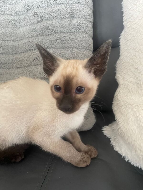 Siamese kitten 1 LEFT | Siamese cat for sale in Ashton-under-Lyne, Greater Manchester