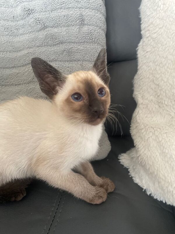 Siamese kitten 1 LEFT | Siamese cat for sale in Ashton-under-Lyne, Greater Manchester | Image 2