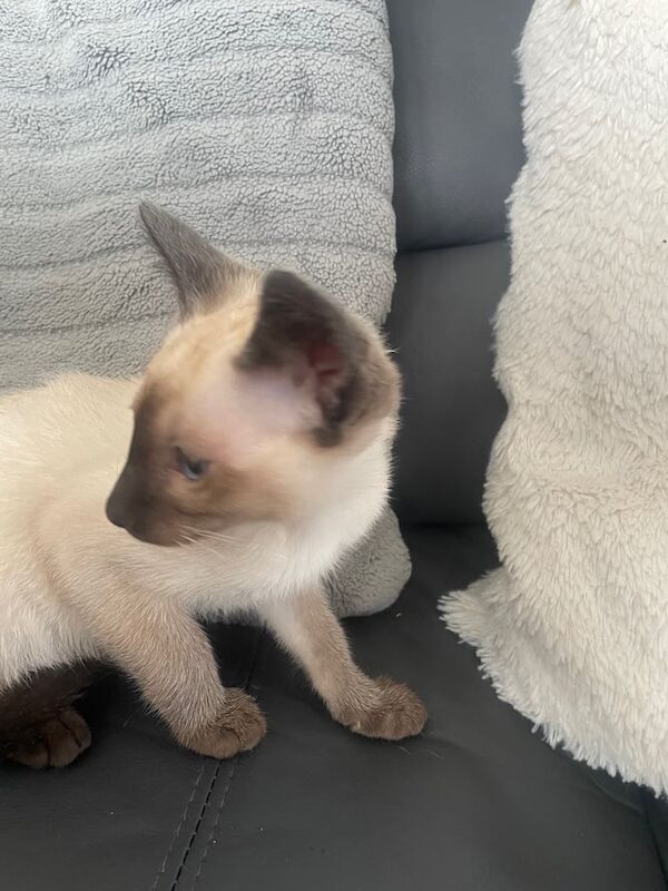 Siamese kitten 1 LEFT | Siamese cat for sale in Ashton-under-Lyne, Greater Manchester | Image 3