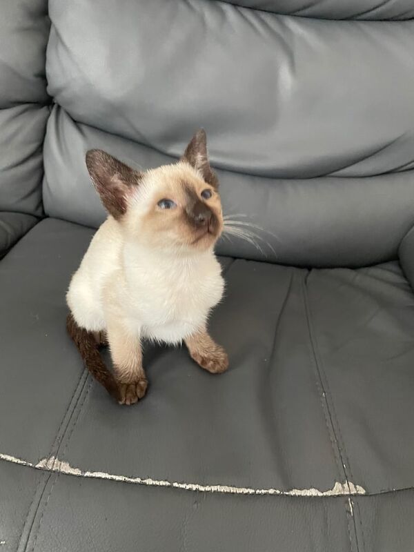 Siamese kittens for sale in Ashton-under-Lyne, Greater Manchester – 11 weeks old