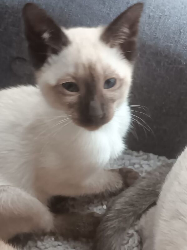 Siamese kittens for sale in Ashton-under-Lyne, Greater Manchester – 11 weeks old - Image 2 of 4