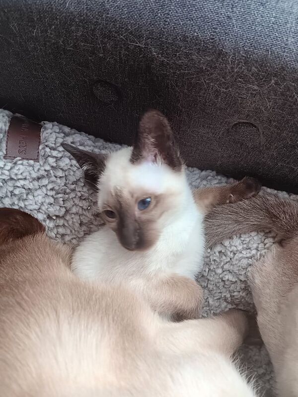 Siamese kittens for sale in Ashton-under-Lyne, Greater Manchester – 11 weeks old - Image 3 of 4
