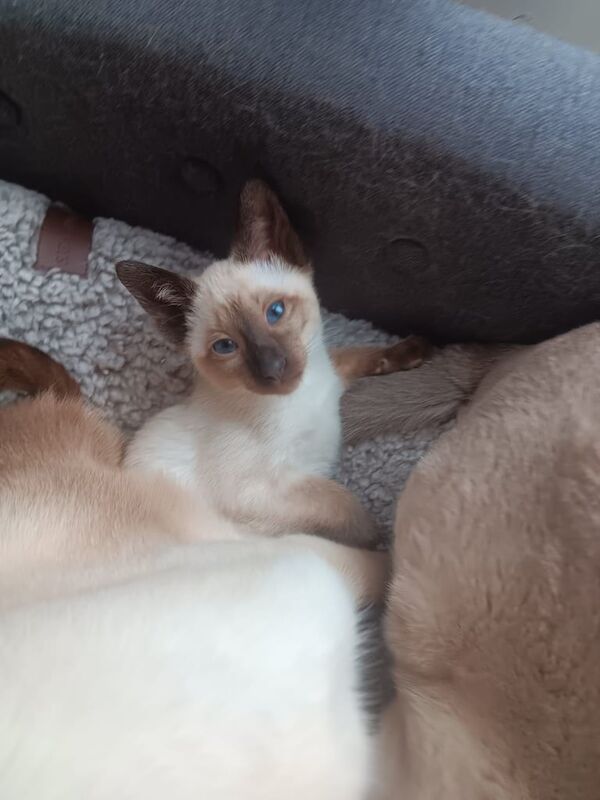 Siamese kittens for sale in Ashton-under-Lyne, Greater Manchester – 11 weeks old - Image 4 of 4