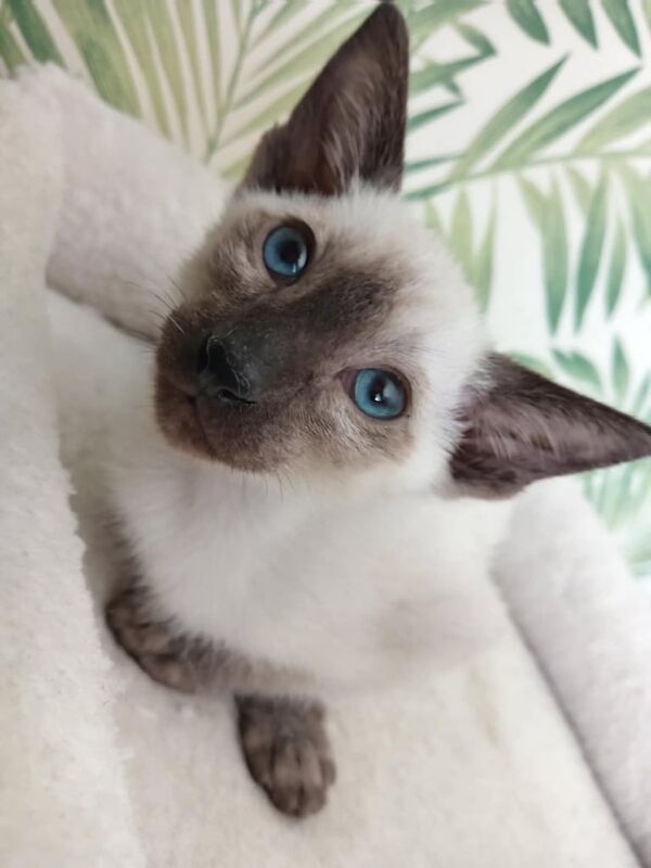 Siamese kitten for sale *1 boy left* for sale in Saltcoats, Ayrshire and Arran