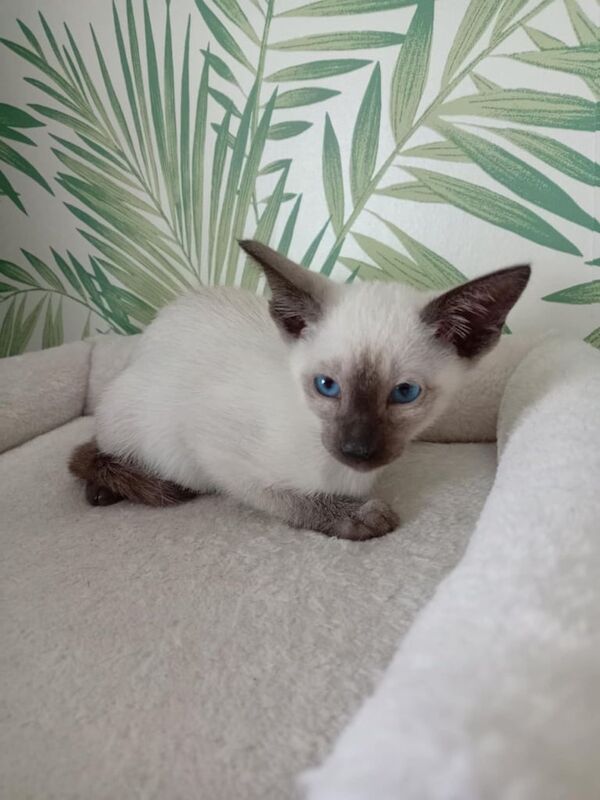 Siamese kitten for sale *1 boy left* for sale in Saltcoats, Ayrshire and Arran | Image 2