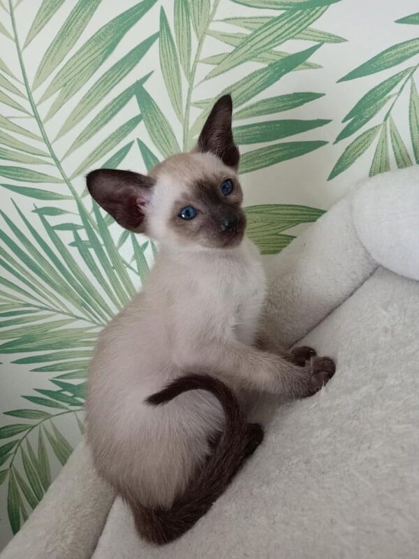 Siamese kitten for sale *1 boy left* for sale in Saltcoats, Ayrshire and Arran | Image 3