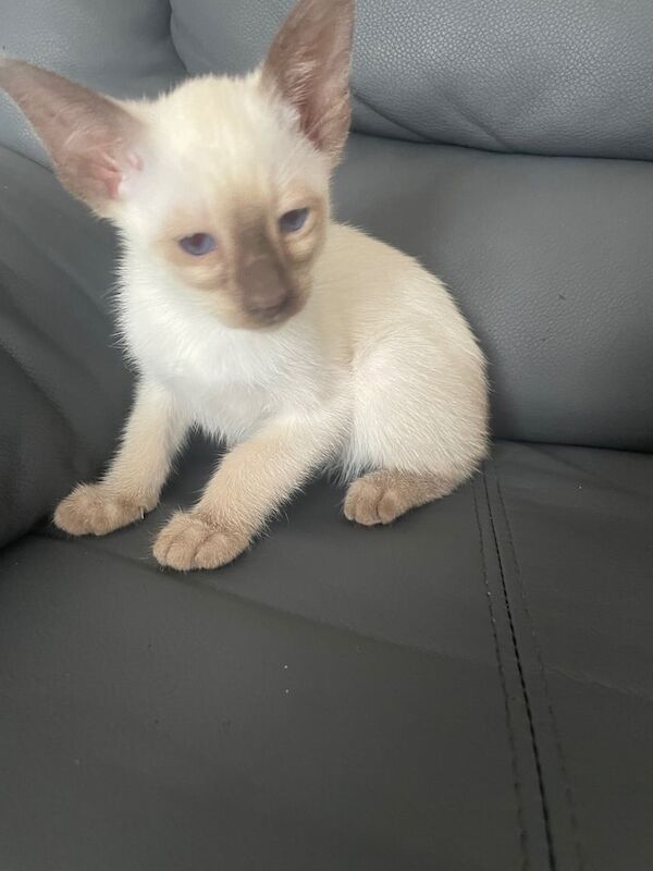 Siamese kittens for sale in Ashton-under-Lyne, Greater Manchester – 10 weeks old