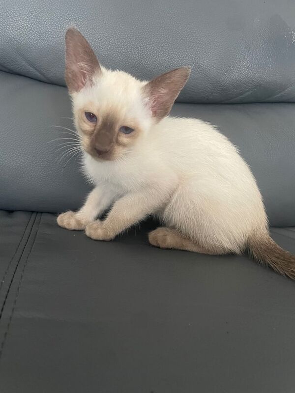 Siamese kittens for sale in Ashton-under-Lyne, Greater Manchester – 10 weeks old - Image 2 of 3