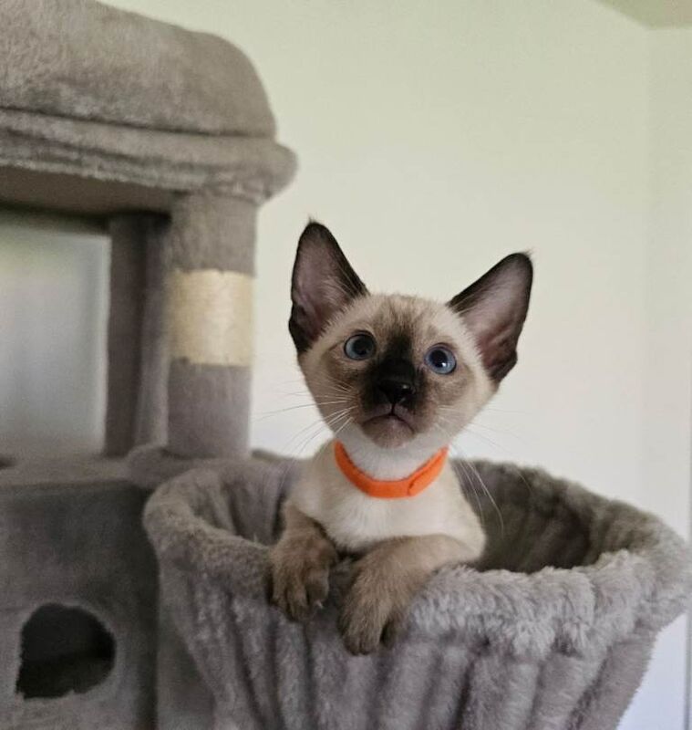 Siamese kitten for sale