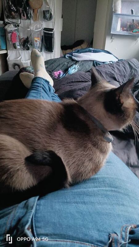 Siamese kitten for sale