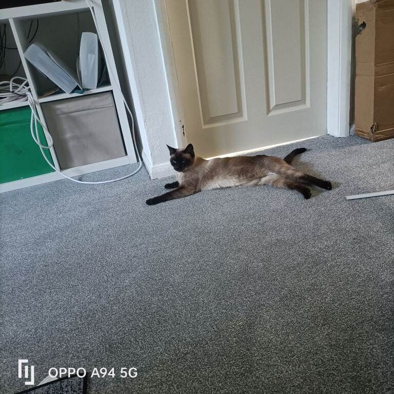 Siamese kitten for sale - Image 2 of 3