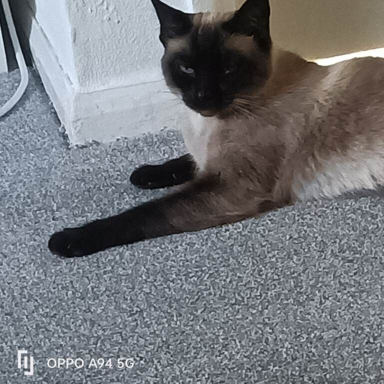 Siamese kitten for sale - Image 3 of 3