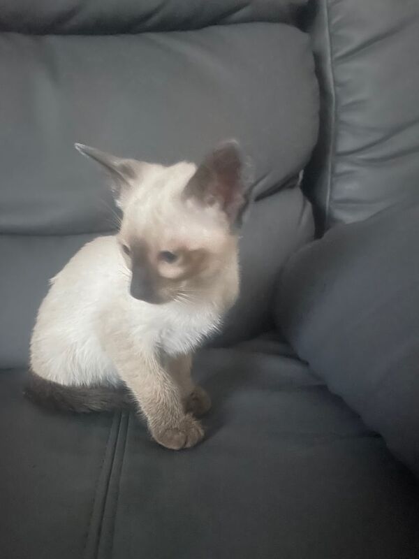 Siamese kittens for sale in Ashton-under-Lyne, Greater Manchester – 7 weeks old