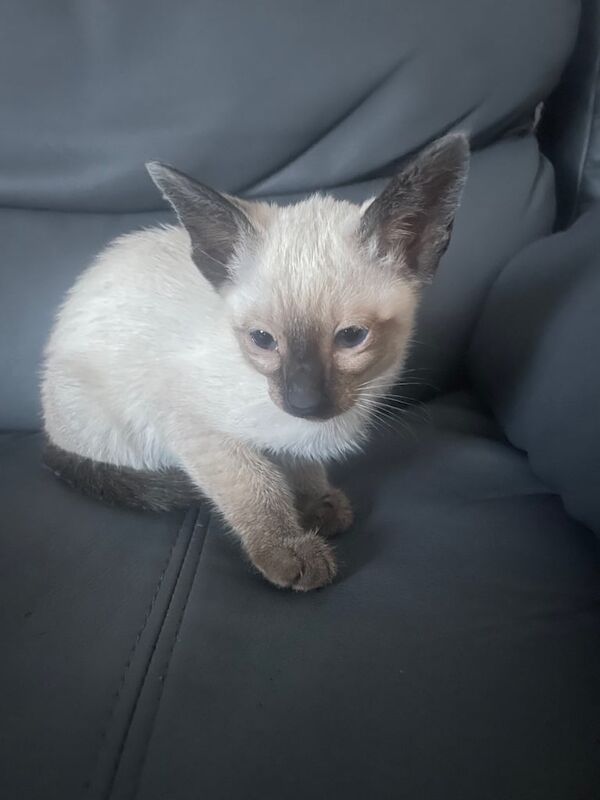 Siamese kittens for sale in Ashton-under-Lyne, Greater Manchester – 7 weeks old - Image 2 of 3